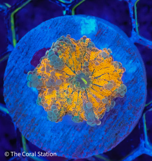 Golden Eclipse Ricordea Yuma Mushroom Coral in reef aquarium with golden-orange textured polyps