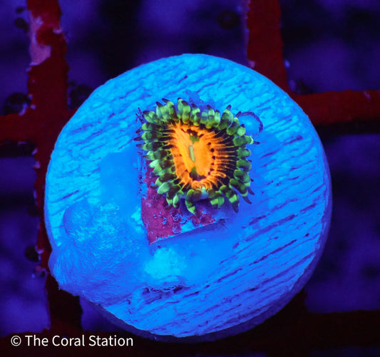 Rainbow Incinerator Zoanthid coral with glowing green skirts, bright orange centers, under reef lighting.