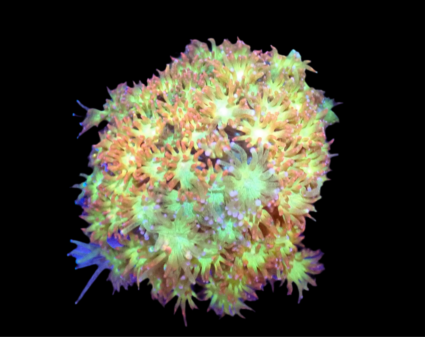 Sunburst Bernardpora