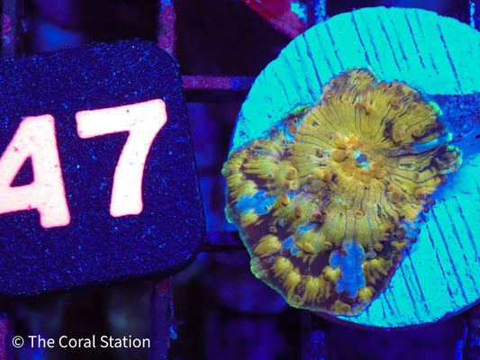 CK Half Baked Mushroom Coral