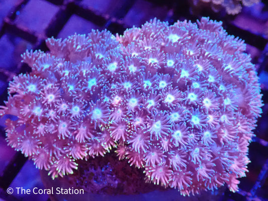Rainbow Mini Colony Goniopora