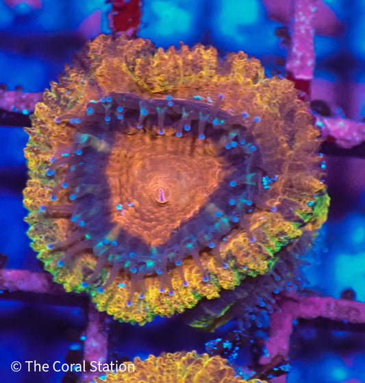 Rainbow Acan