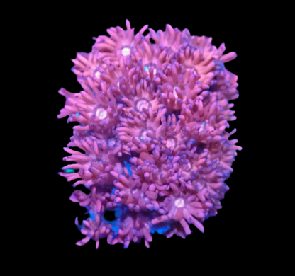 Goniopora