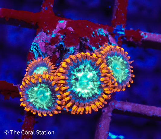 Spaceballs Zoa