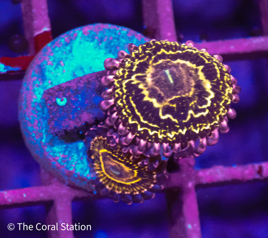 Stratosphere Zoa