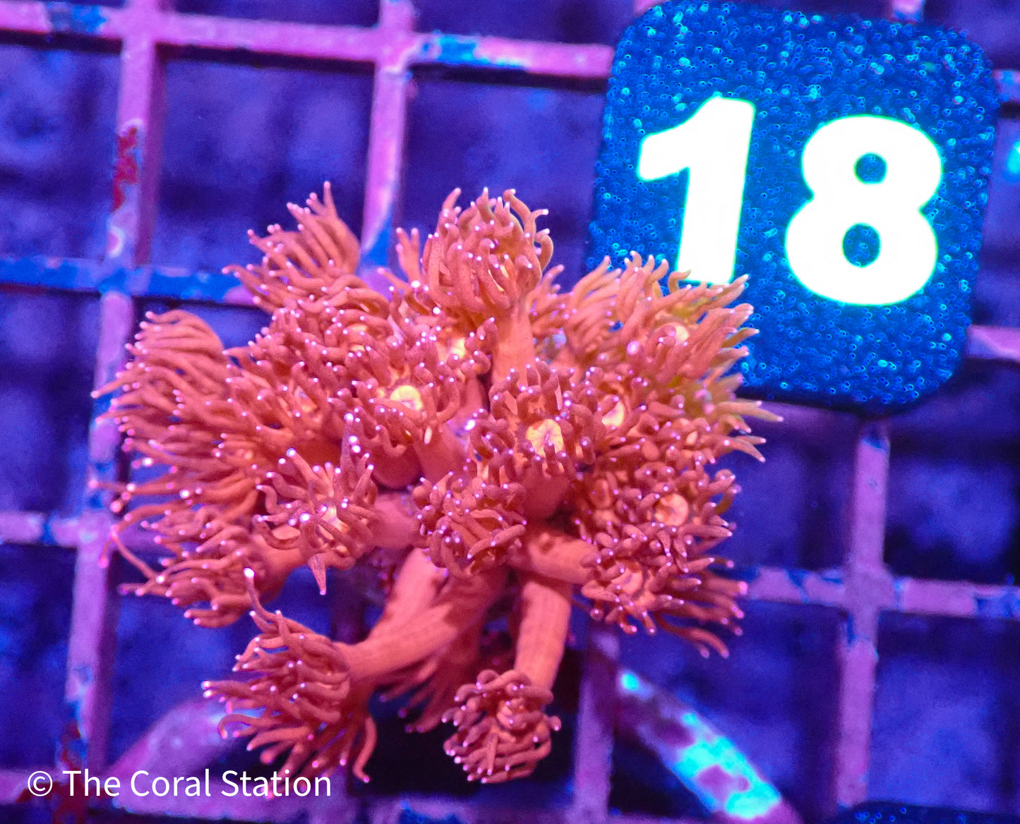 Ultra Goniopora