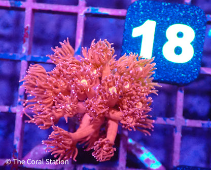 Ultra Goniopora