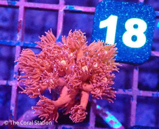 Ultra Goniopora