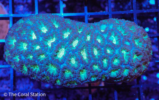 Goniastrea Colony
