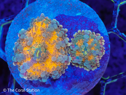 Golden Eclipse Ricordea Yuma Mushroom Coral in reef aquarium with golden-orange textured polyps