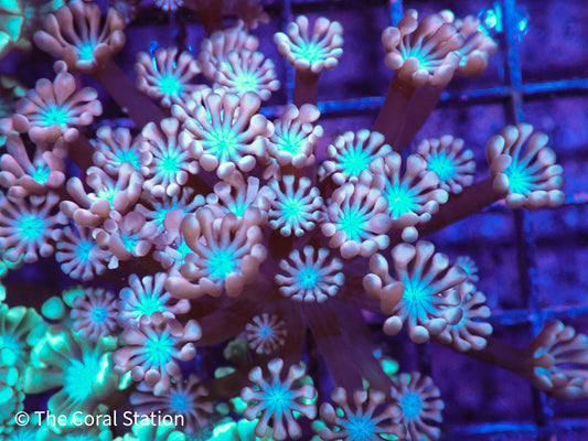 Pink with Blue Center Alveopora