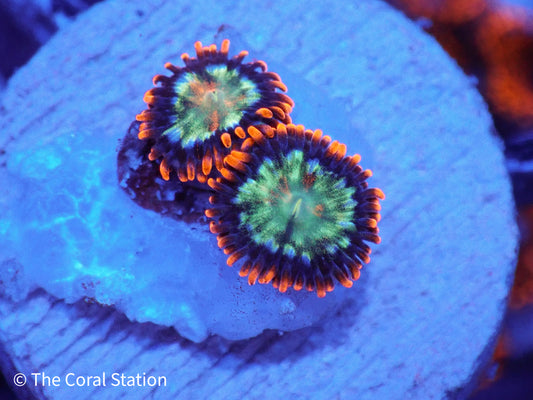 2 polyp Amazing Spaceballs