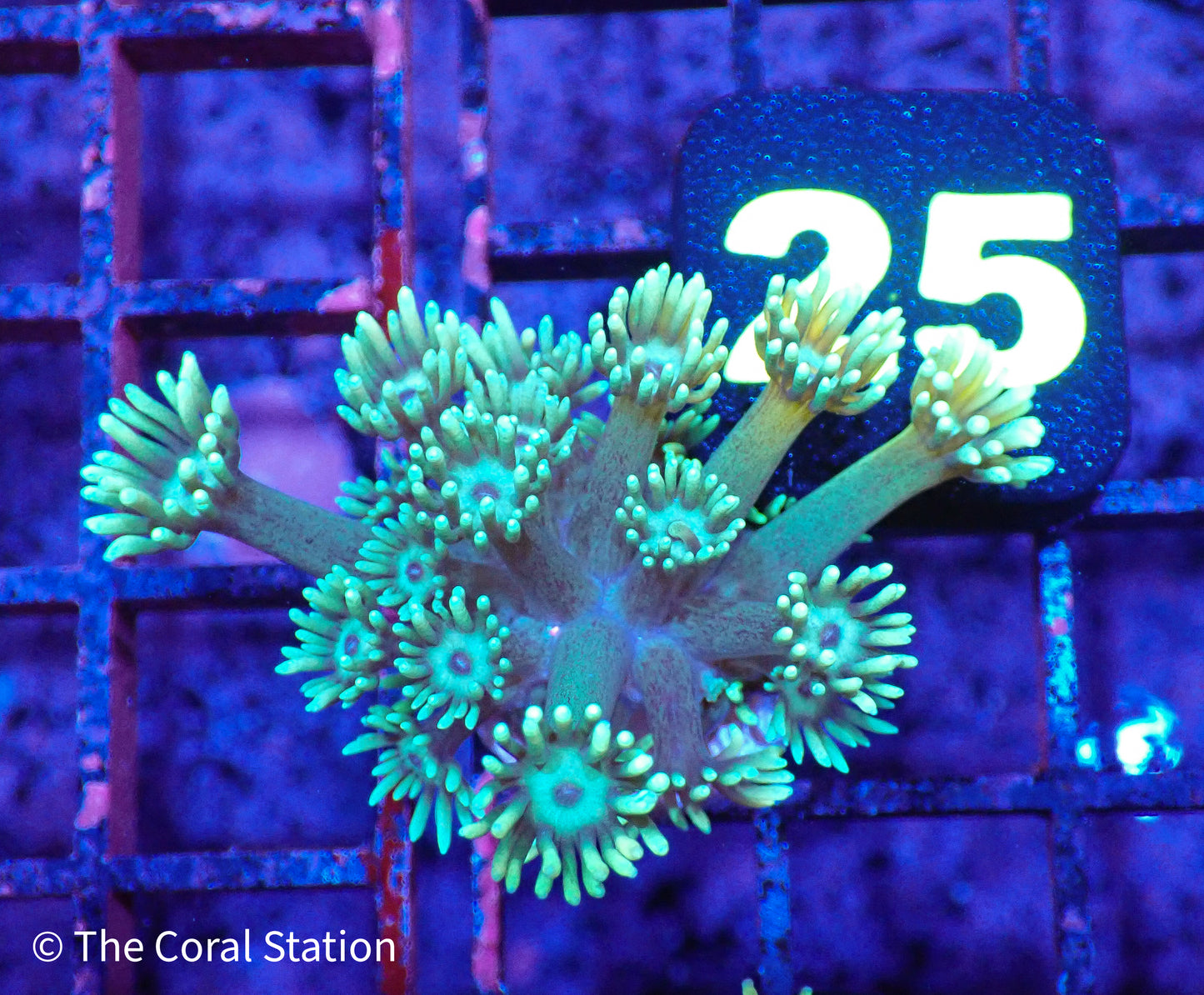 Goniopora frag