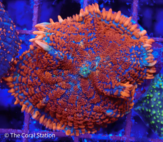 Inferno Bounce Mushroom Coral with red, orange and blue body and orange tipped vesicles
