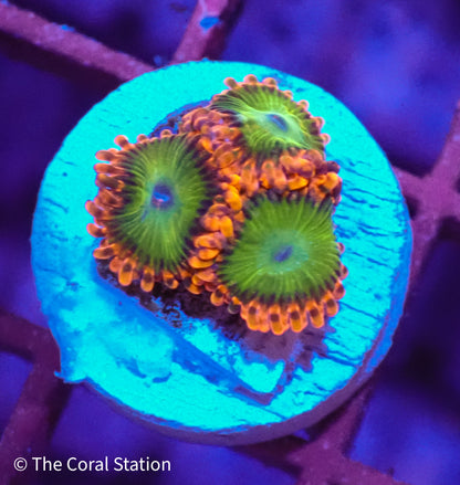 Electric Oompa Loompa Zoa-3Polyps