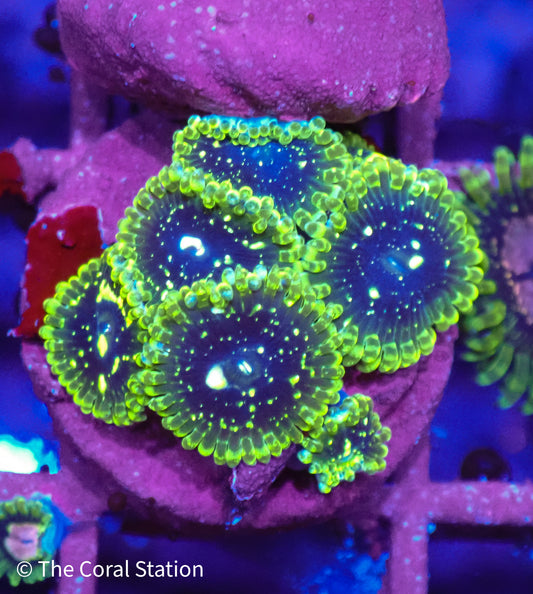 Exosphere Zoanthid