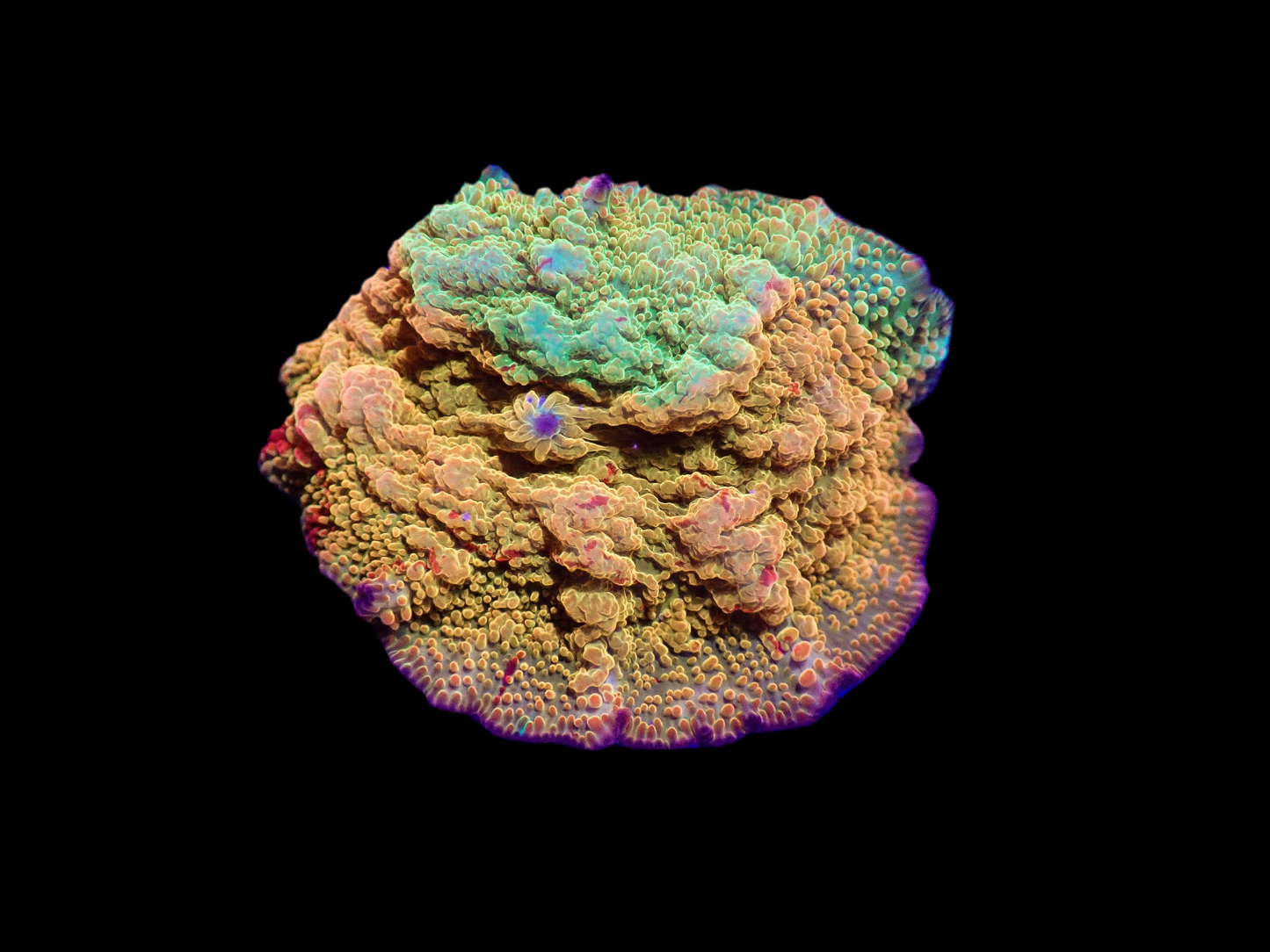 Jawbreaker with Green- Aquacultured