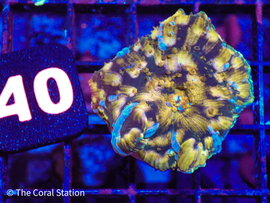CK Half Baked Mushroom Coral