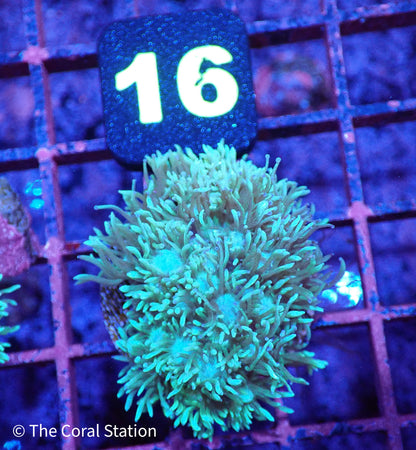 Green Goniopora