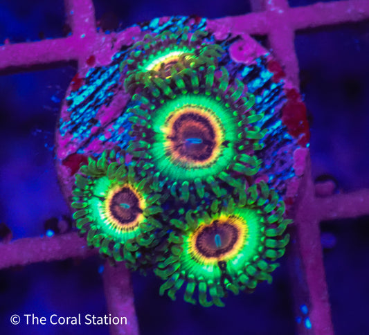 Little Shop of Horror Zoanthid