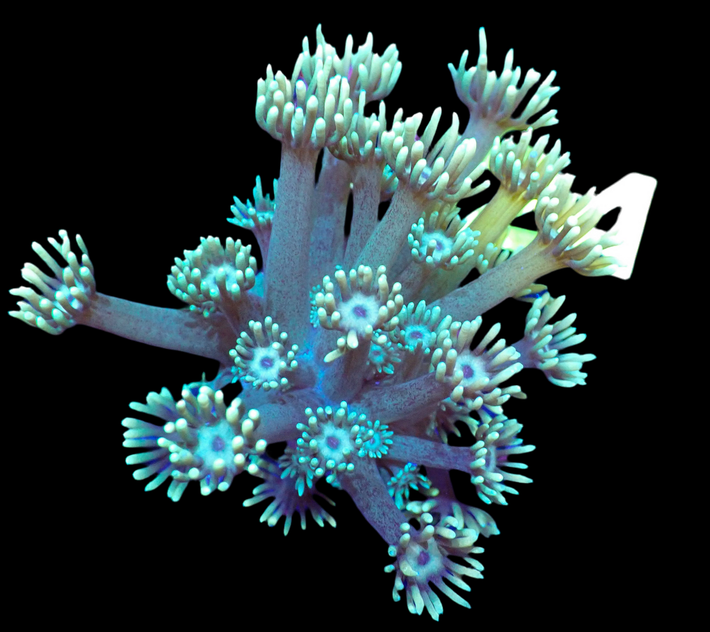 Goniopora frag