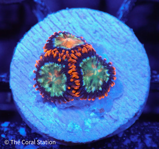 3p Amazing Spaceballs Zoa