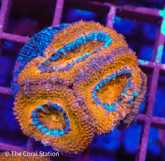 Rainbow Acan