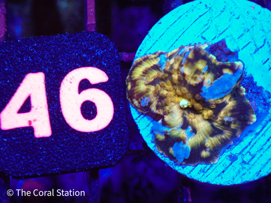 CK Half Baked Mushroom Coral