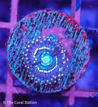 Miku Freak 1Polyp Zoa