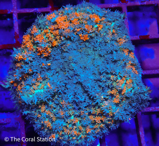 Electric Ember Pincushion Mushroom Coral in reef aquarium with fiery orange-red textured polyps