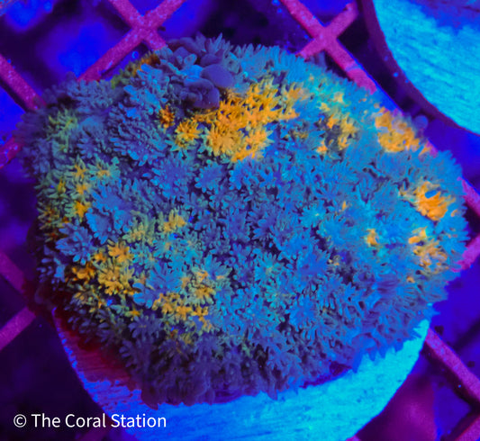 Solar Tide Pincushion Mushroom Coral in reef aquarium with bright yellow-orange textured polyps