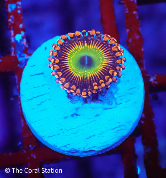 Bowser Zoa