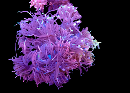 Pink Goniopora