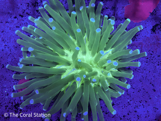 Heliofungia Coral long tentacle plate coral in reef aquarium with vibrant colors