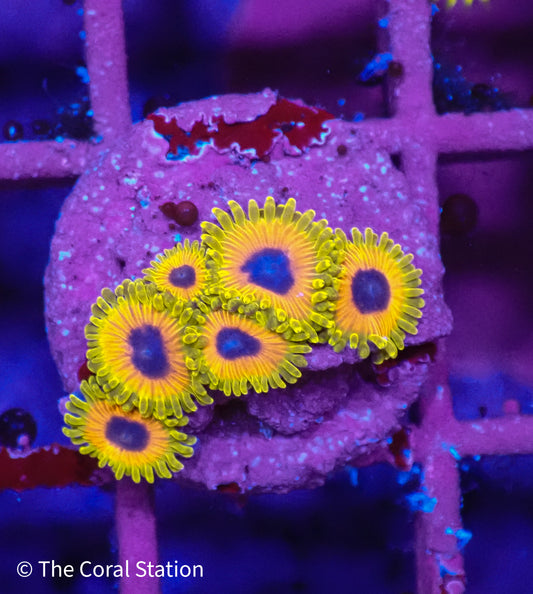 Great Owl Zoanthid