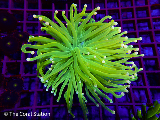 Holy Grail Torch Euphyllia Coral in reef aquarium with long flowing tentacles and vibrant colors