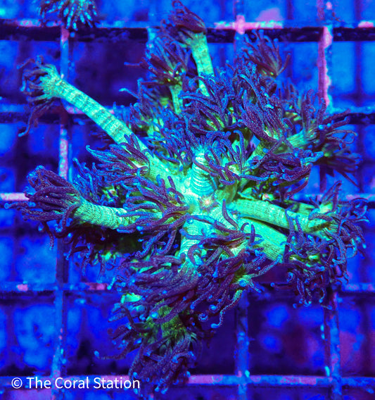 Glitter Goniopora