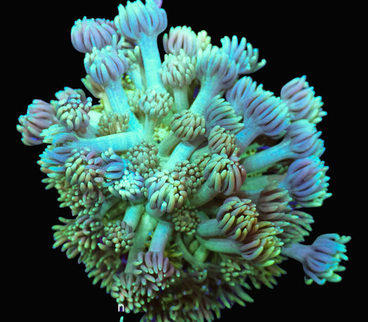 Green Goniopora with Purple Tips