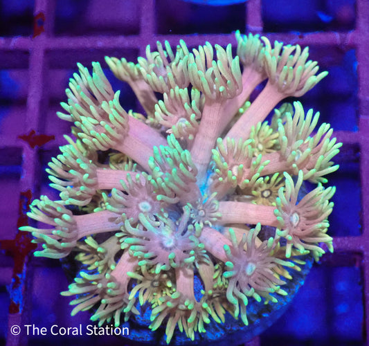 Goniopora