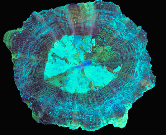 Green Acanthophyllia