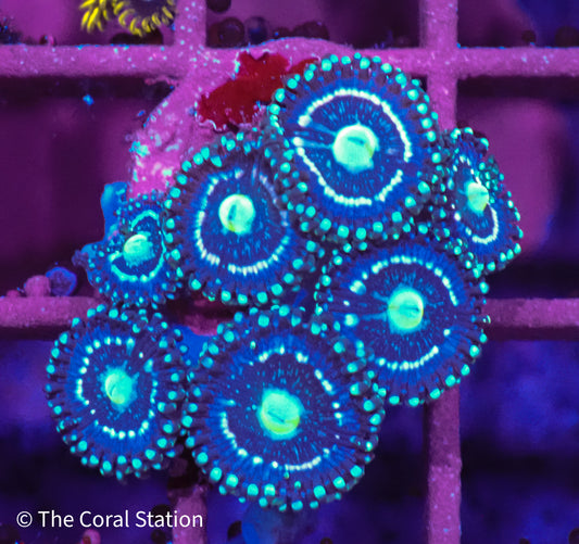 Blue Lagoon Zoanthid