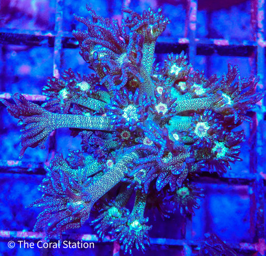 Glitter Goniopora