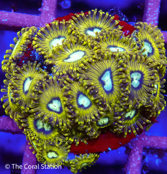 Pikachu Zoanthid - 20P