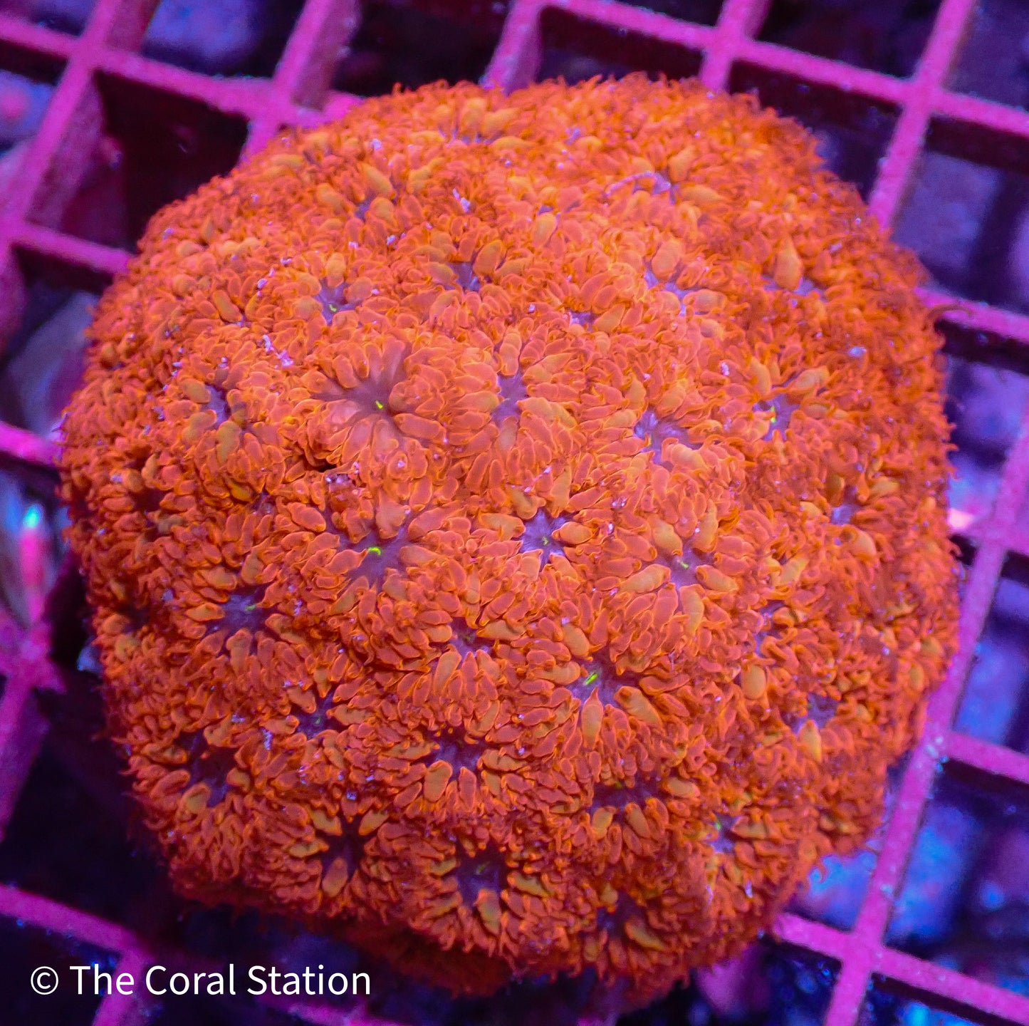 Blue Raven Blasto Colony