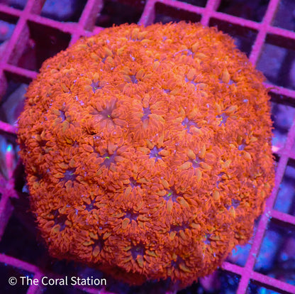 Blue Raven Blasto Colony