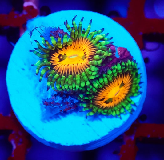 Rainbow Incinerator Zoanthid coral with glowing green skirts and bright orange mouth under reef lighting.